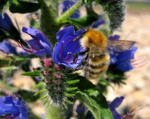 Vipers Bugloss and bee