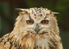 Turkmenian Eagle Owl (Bubo bubo turcomanus) - by nutmeg66