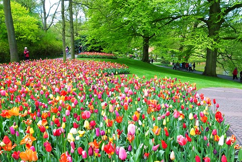 Keukenhof - Field of Tulips