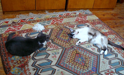 Kitzy and Busu playing together