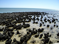 鯊魚灣，見證了地球最古老的生命起源。圖片提供：維基百科