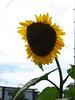 Himawari - Sunflowers