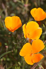 "California Golden Poppy" | Image from Mike Baird Creative Commons Attribution 2.0 Generic license