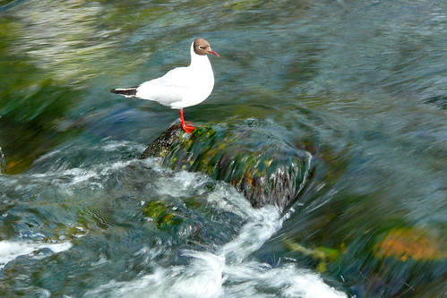 Galway Gull