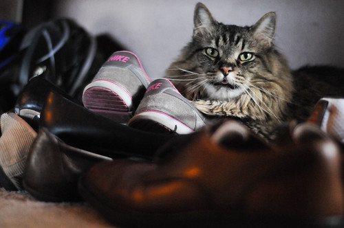 Shoe cat