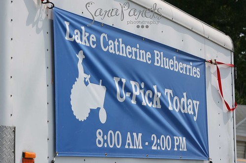 Lake Catherine Blueberries