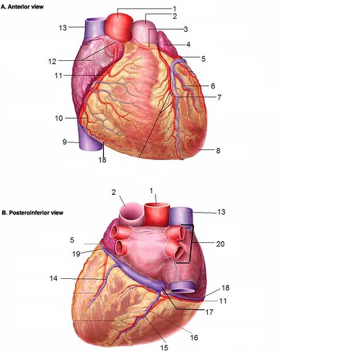heart with vessels quiz