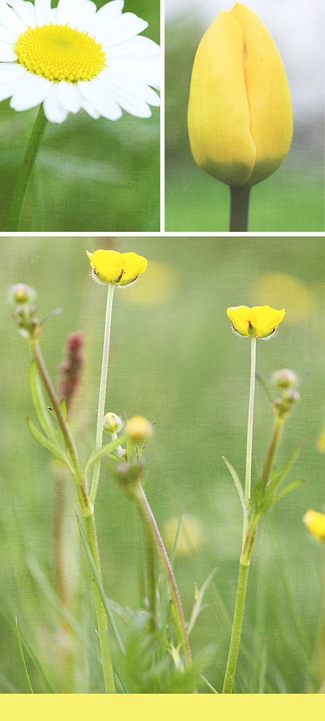 Gula blommor - collage