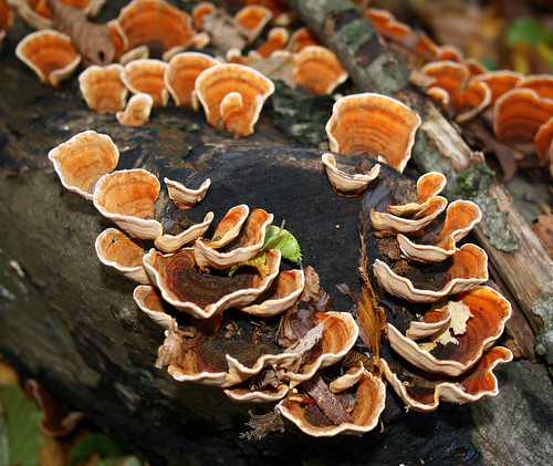 Fungus near Great Buckland, Kent