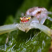 Crab Spider - (Misumenops)