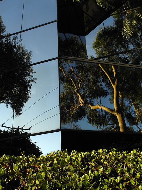 tree reflections, California