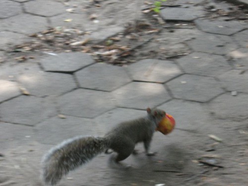 Squirrel with Peach