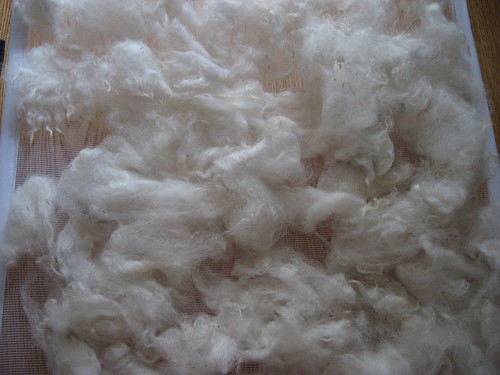 Whitest fleece drying