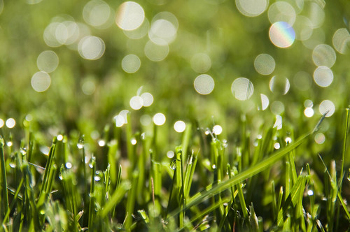 フリー写真素材|花・植物|イネ科|芝生|雫・水滴|グリーン|
