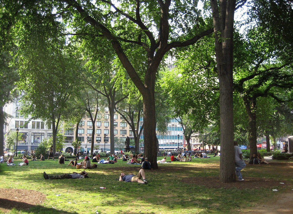 The trees of Union Square Park