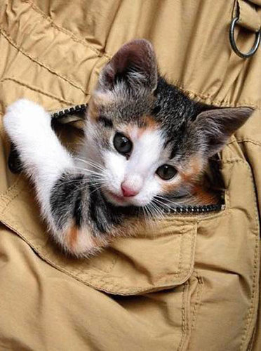 kitten_in_a_pocket