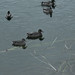 Family of ducks on Lake Pupuke
