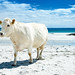 a cow.  on the beach.  in ireland.