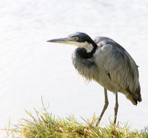 another old friend, the grey heron