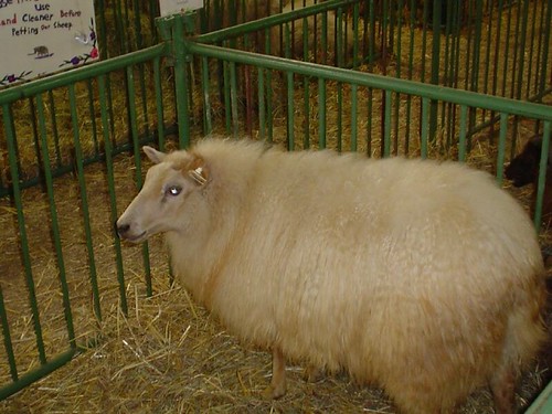 Icelandic Ewe