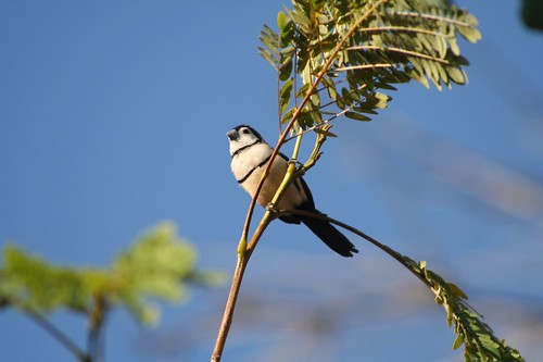 double-barred finch
