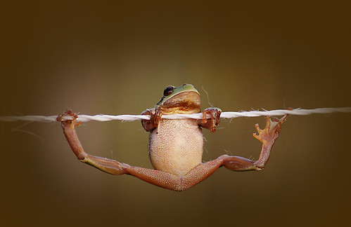 Acrobat frog (by citrit1)