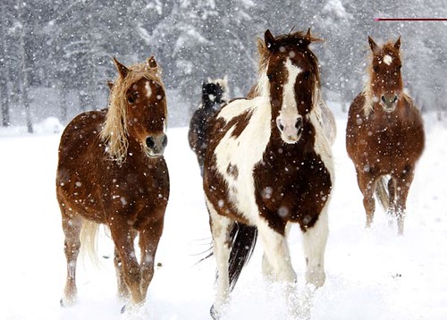 Vista Verde Ranch, Steamboat Springs, Colorado -- Horses running winter snow