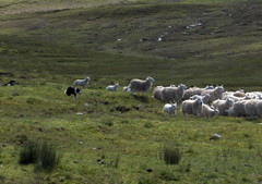 dogs working sheep
