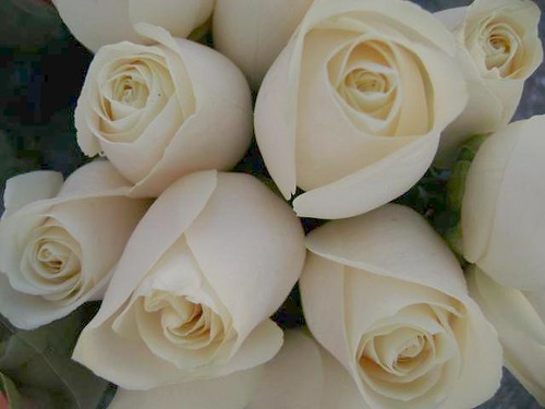 white roses by srqpix.