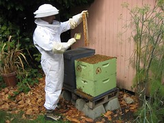 Beekeeping 2547