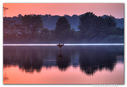 Osprey @ Sunrise, Blackwater NWR, MD