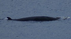 DSC02112 Minke whale BSM
