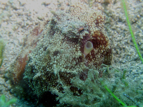 brown-spotted octo