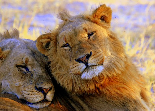 YOUNG MALE LIONS IN BOTSWANA
