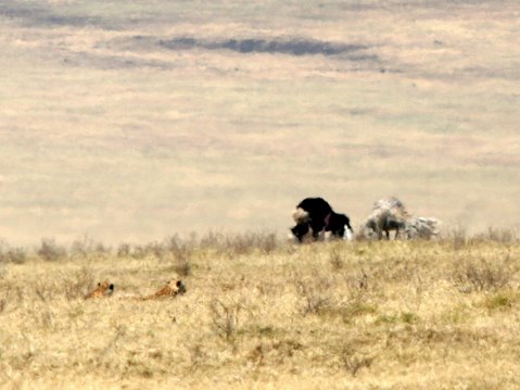 cheetahs in the savannah, watching ostrich mating dance