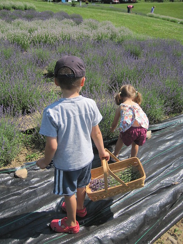Picking Lavender in Michigan