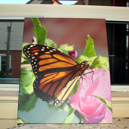 Canvas on demand - Monarch butterfly