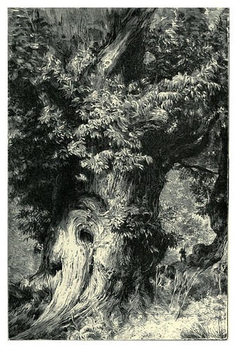 004-Un castaño gigante-The forgotten isles…1896-Frederic Breton