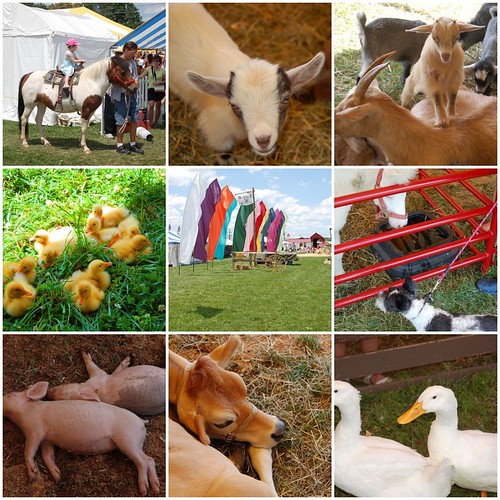 Kutztown Folk Festival Animals