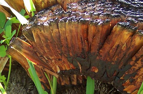 Trunk of the Xanthorrhoea