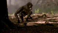 005 03 australopithecus