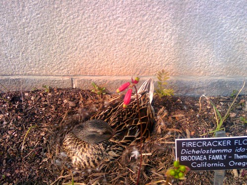 Duck nesting in firecracker flower bed, National Garden