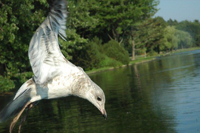 gull at Dow's Lake