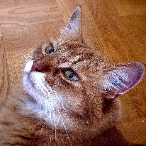 Cute cat by Per Ola Wiberg ~ Powi, on Flickr
