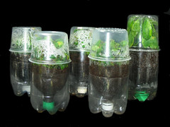plastic sode bottles as growing greenhouses