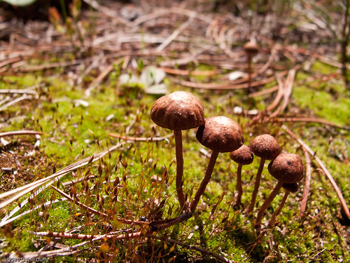 Unidentified mushroom species.