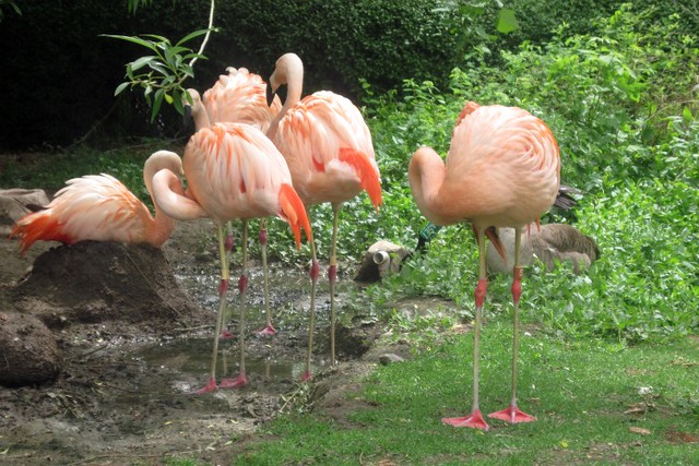 flamingos-closeup