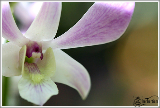 orchid blog