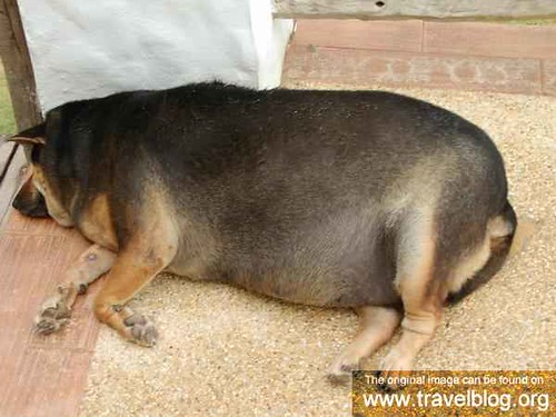 Fattest Dog In The World. 37160-The-fattest-dog-in-the-