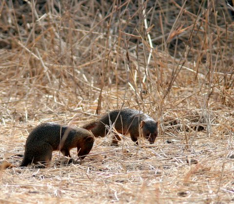 pygmy mongoose